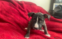 English Bull Terrier dogs for sale: English Bull Terriers  - Image 4