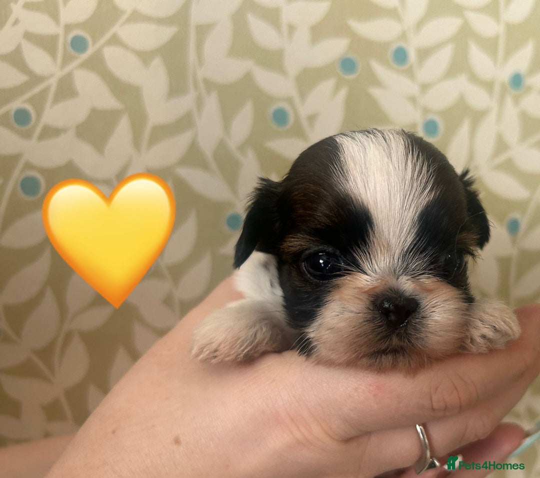 Shih Tzu dogs for sale: KC Registered Breed Standard Shih Tzu Puppies - Image 9