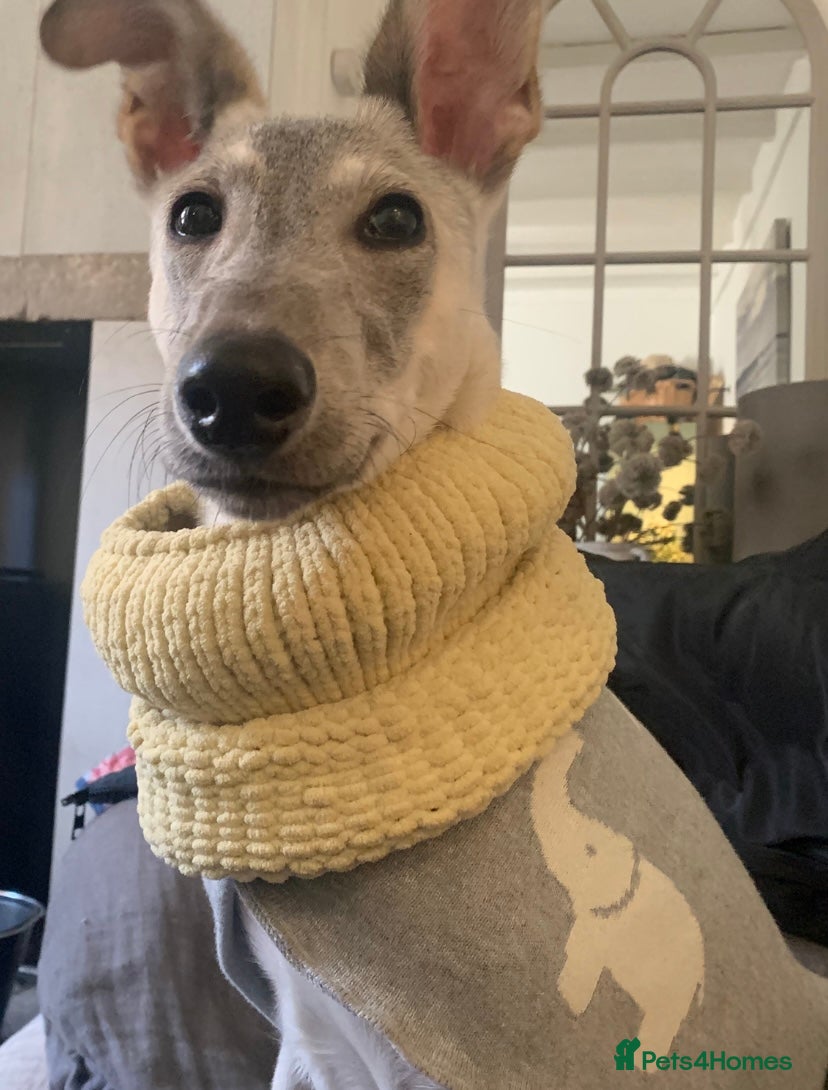 Mixed Breed dogs Deerhound/Greyhound X Shepherd in Todmorden - Advert 7