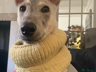 Mixed Breed dogs Deerhound/Greyhound X Shepherd in Todmorden - Advert 1