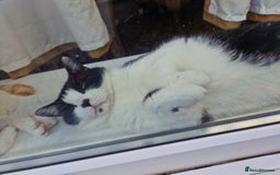 Mixed Breed cats for sale: 2 male cats  - Image 3