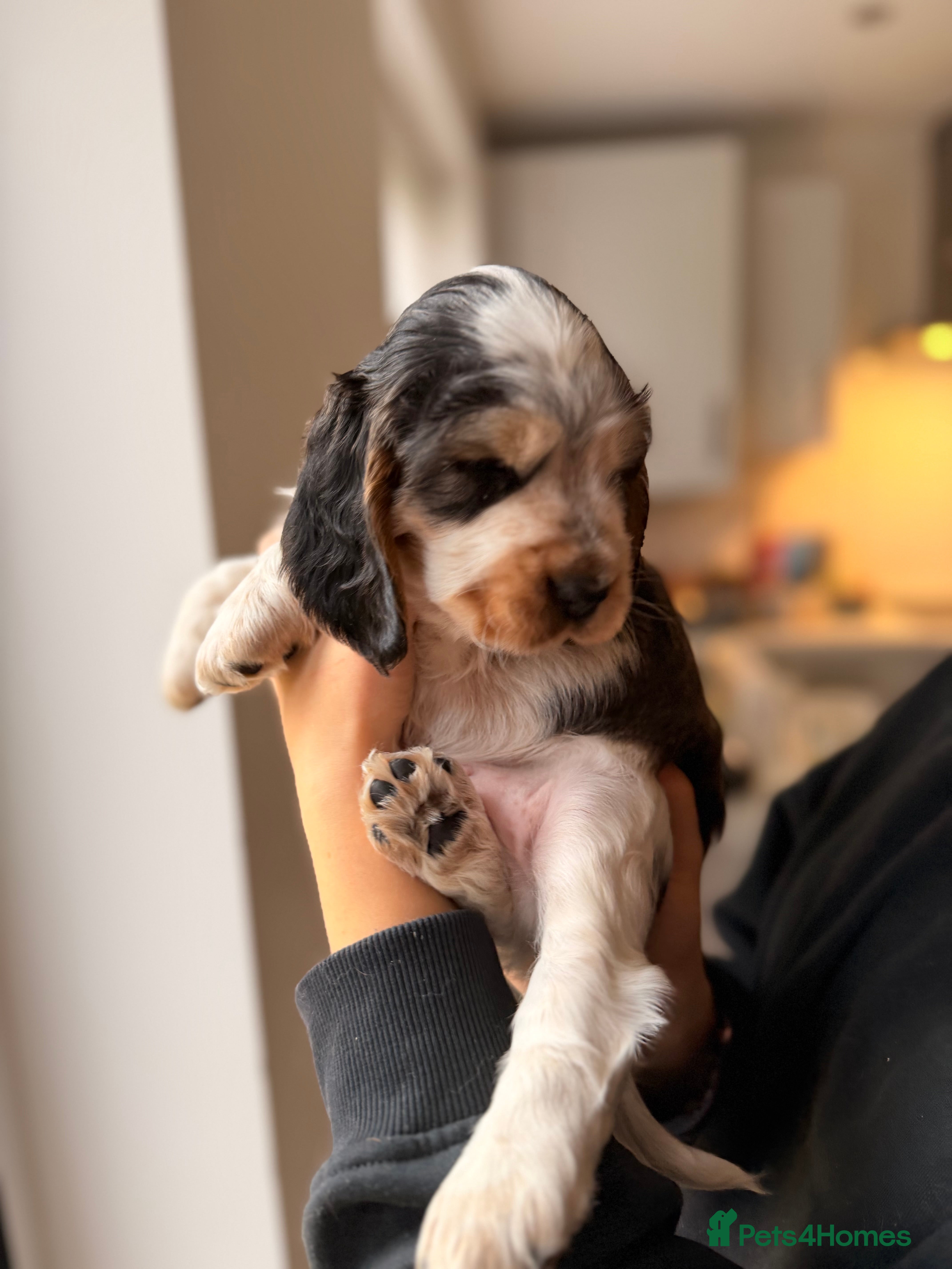 Cocker Spaniel dogs Adorable show cocker spaniel boys! Last Boy left - Advert 5