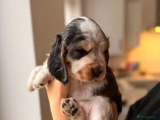 Cocker Spaniel dogs Adorable show cocker spaniel boys! Last Boy left - Advert 5