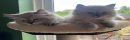 Ragdoll cats for sale: GCCF reg. Blue Tabby Colourpoint Ragdoll kitten  - Advert 4