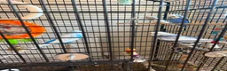 Budgerigars birds for sale: Budgies and cage  - Advert 4