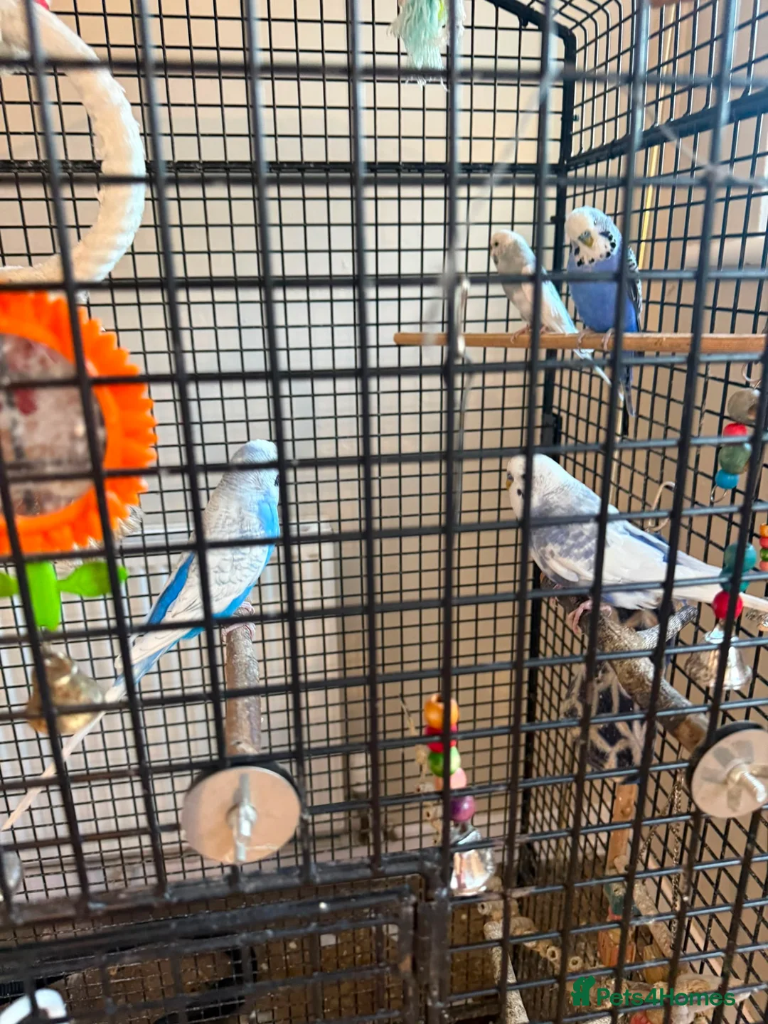 Budgerigars birds for sale: Budgies and cage  - Advert 4