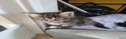 Mixed Breed cats for sale: Six beautiful mainecoon cross kittens - Advert 4