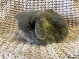 Mini Lop rabbits Mini lop - Advert 18