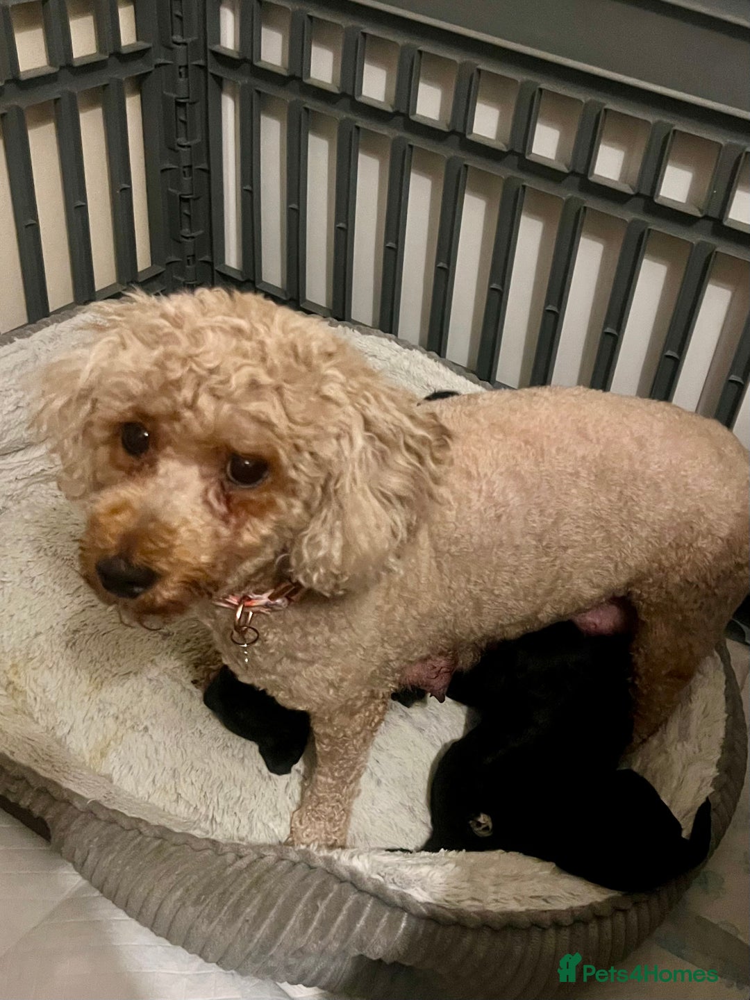 Mixed Breed dogs for sale: 🐾🐶Adorable and very cute Cavaschnauzer 🐶🐾 - Image 3