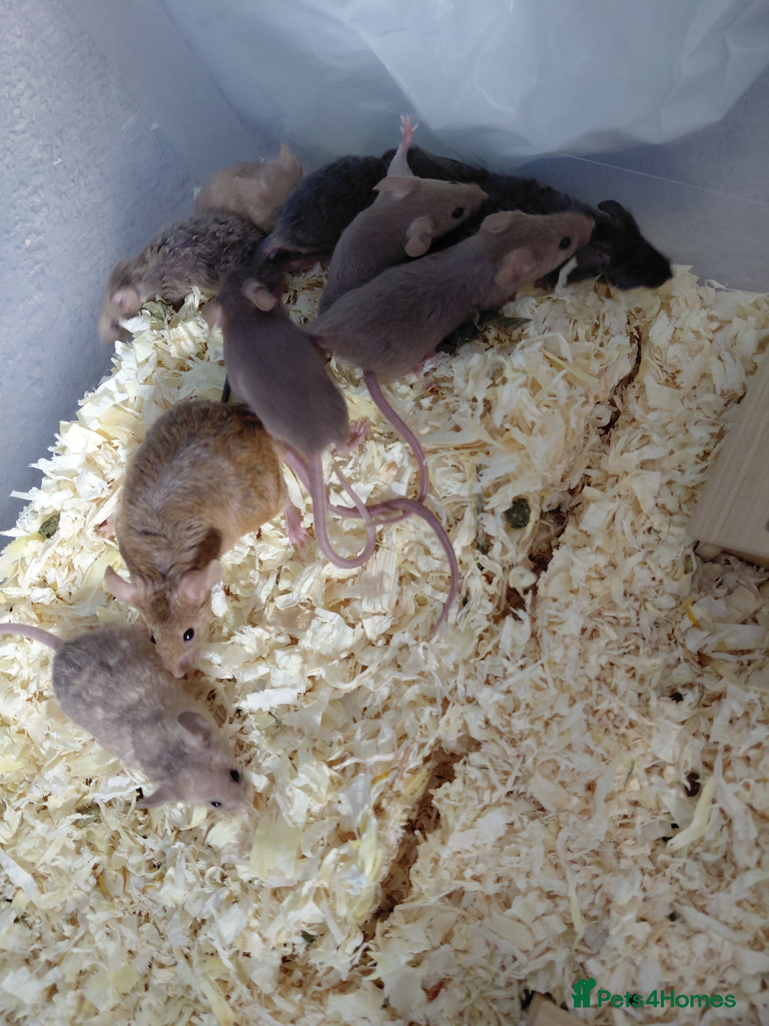 Mouse rodents Female baby mice - Advert 2