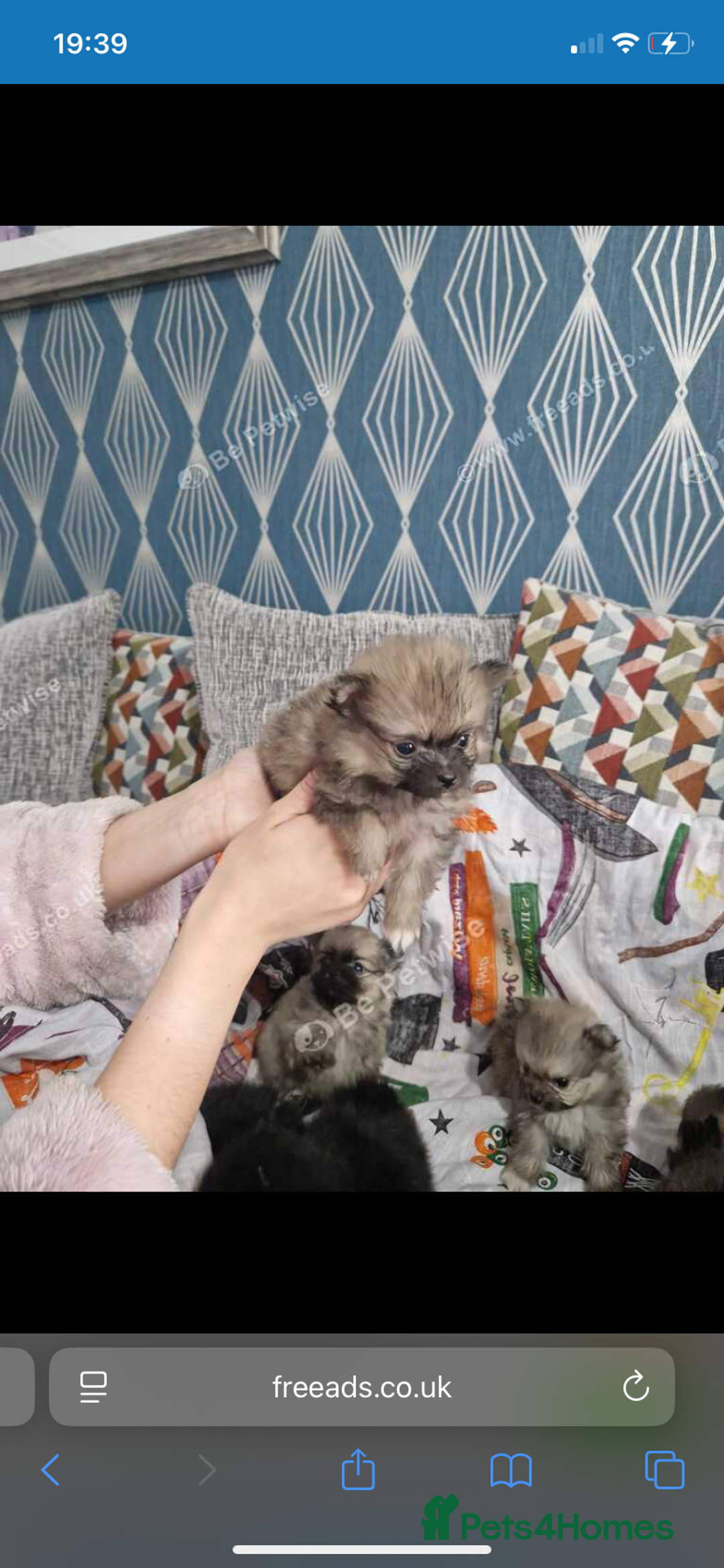 Pomchi dogs for sale: Pomchi - Advert 4