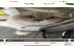 Ragdoll cats for sale: 5 beautiful fluffy blue eye ragdoll kitten  - Image 1