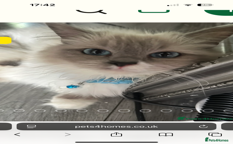 Ragdoll cats - Advert 7