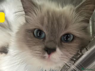 Ragdoll cats 5 beautiful fluffy blue eye ragdoll kitten - Advert 7