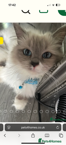 Ragdoll cats - Advert 10