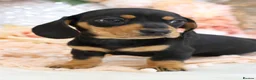 Miniature Dachshund dogs for sale: KC Miniature Dachshund Puppies - Advert 9