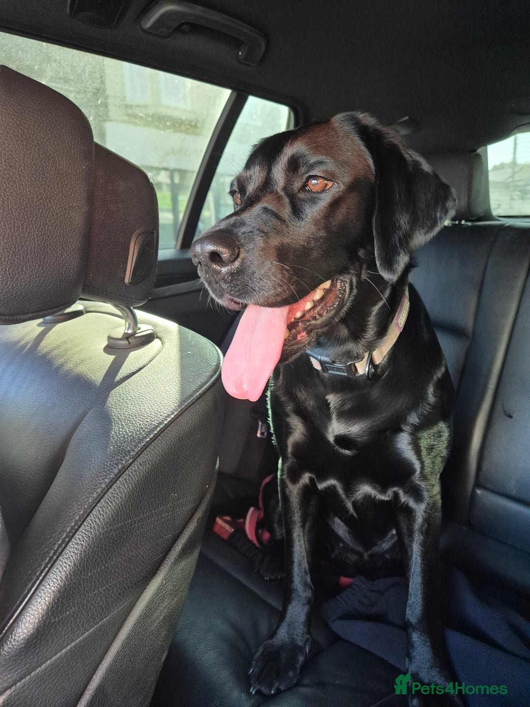 Labrador Retriever dogs for sale: Beautiful Puppies Looking for Loving Homes - Advert 21