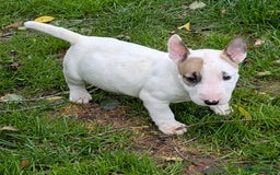 English Bull Terrier dogs for sale: KC REG ENGLISH BULL TERRIER PUPS - Image 12