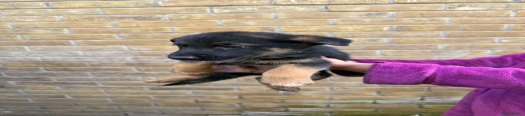 German Shepherd Puppy 1