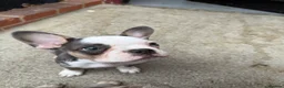 French Bulldog dogs for sale: FRENCH BULLDOG! FLUFFY &  **  CARRIER! 🔥  in Bromley - Advert 2