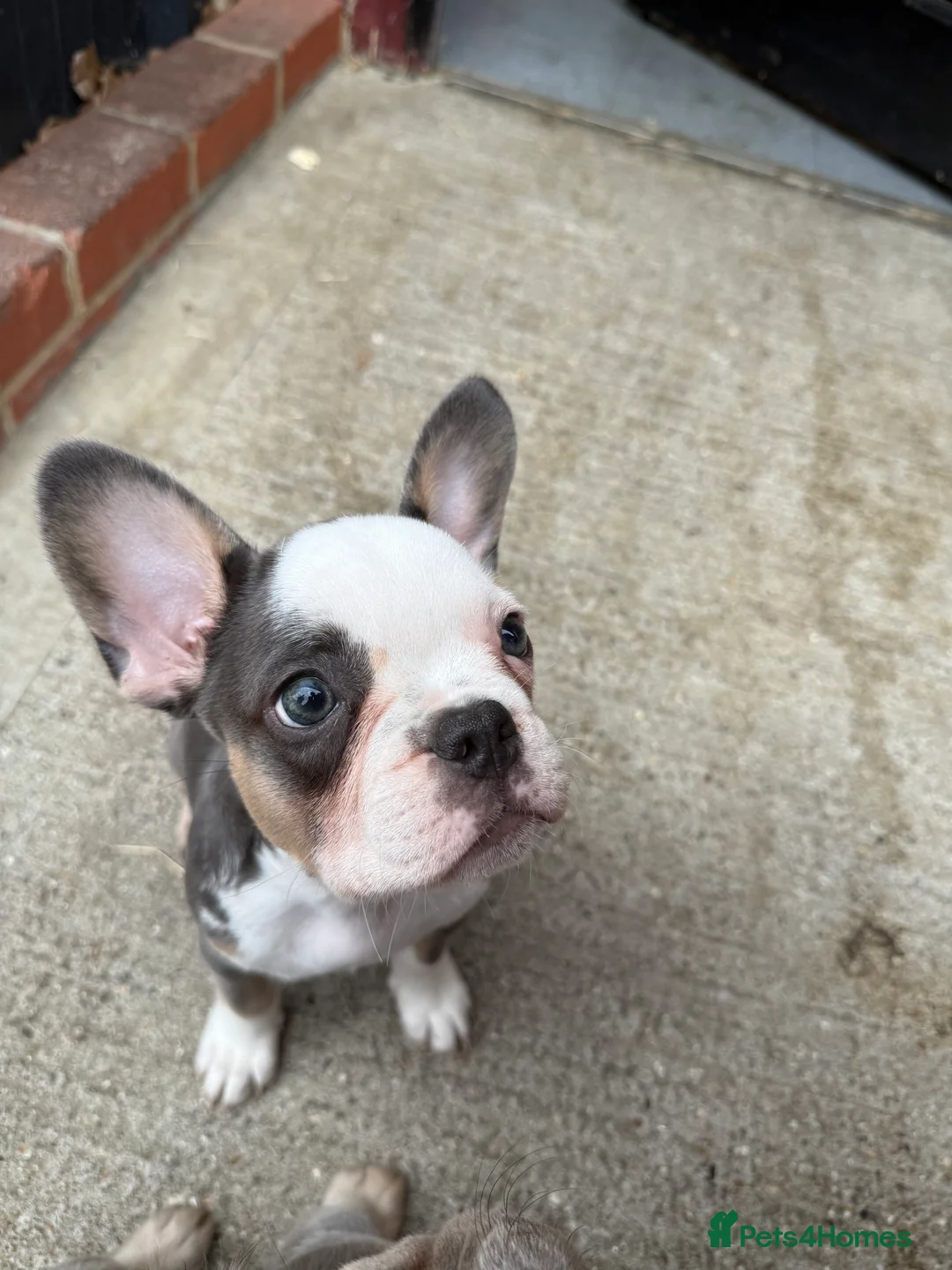 French Bulldog dogs for sale: FRENCH BULLDOG! FLUFFY &  **  CARRIER! 🔥  in Bromley - Advert 2