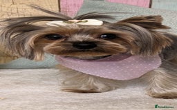 Yorkshire Terrier dogs for sale: 💝💝💝Both sides many champions 💝💝💝 in Leeds - Image 3