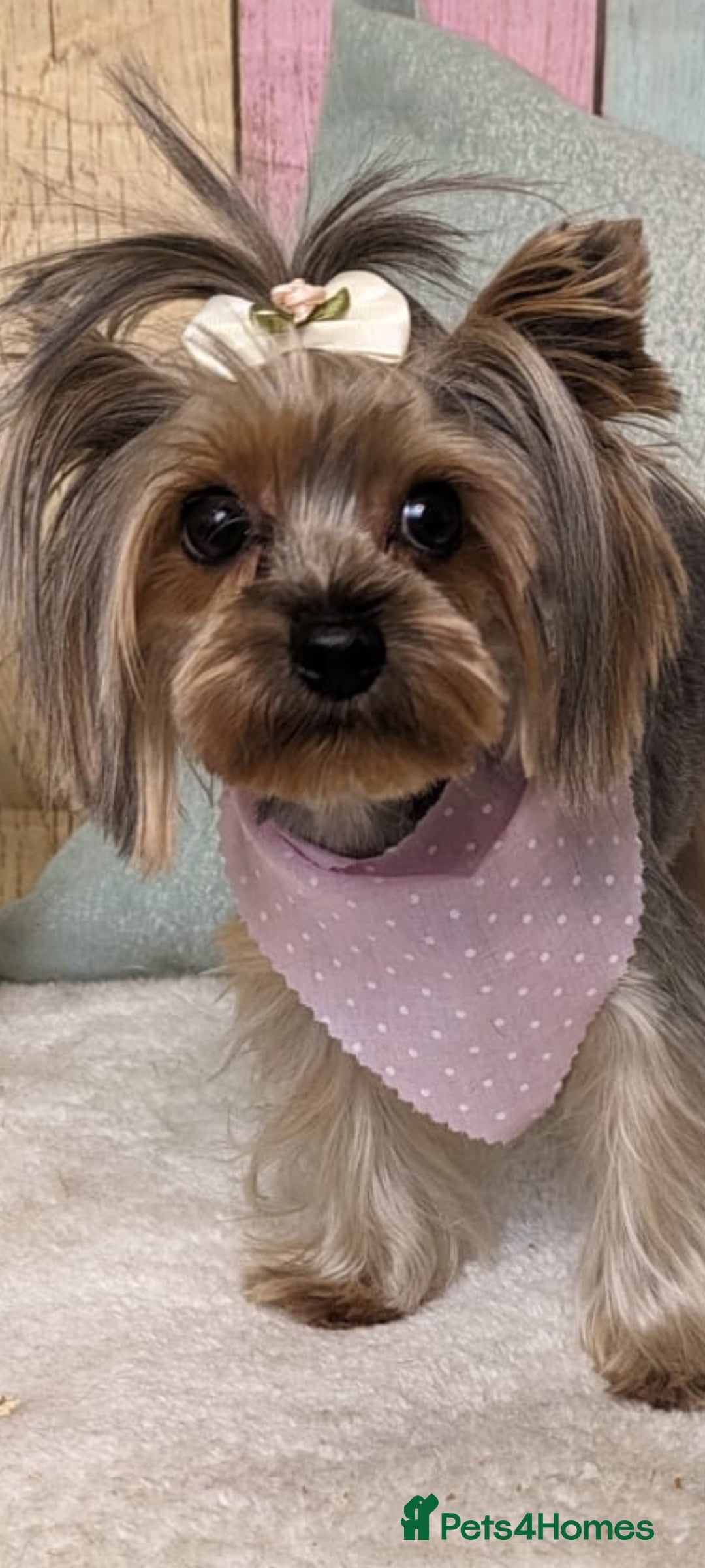Yorkshire Terrier dogs for sale: 💝💝💝Both sides many champions 💝💝💝 in Leeds - Image 3