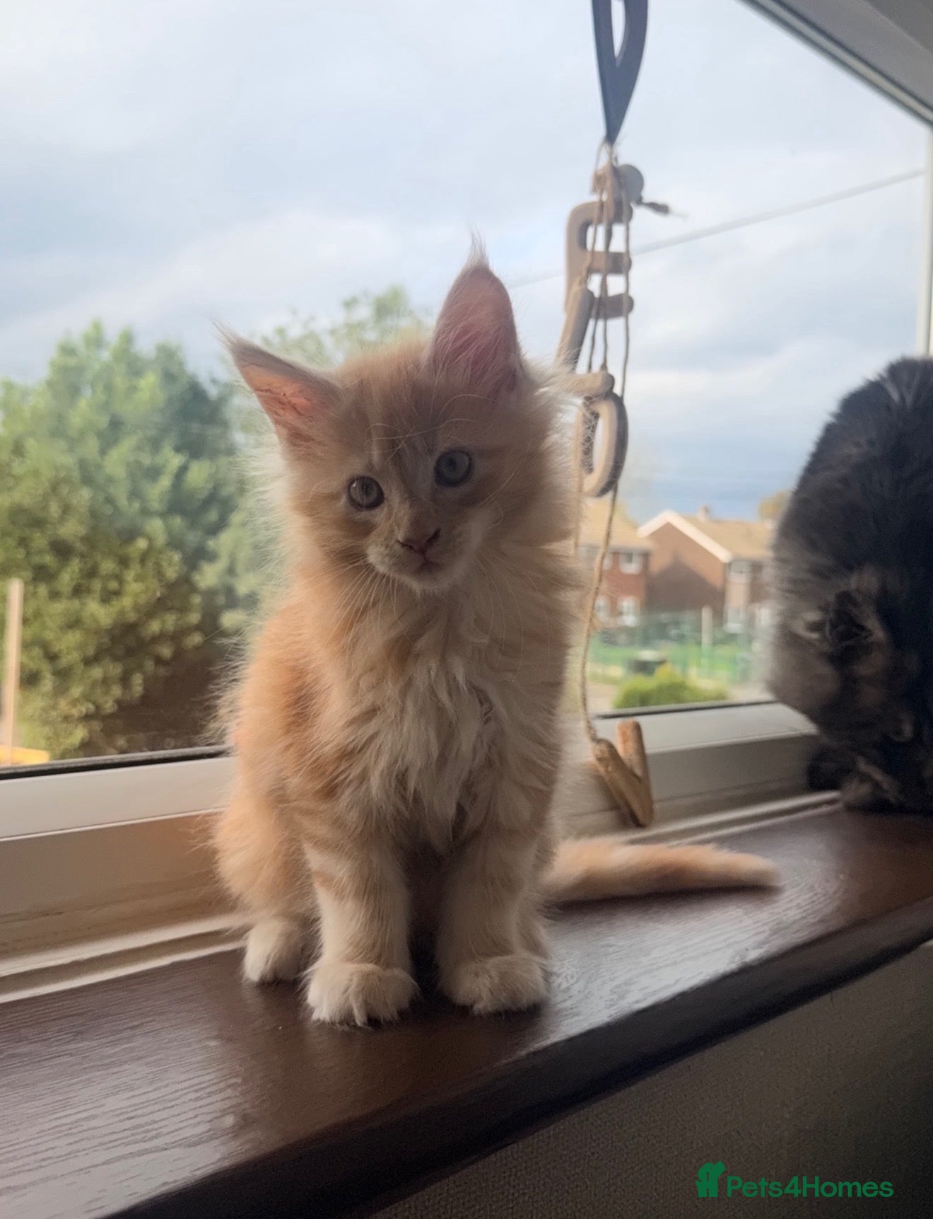 Maine Coon cats 1 CREAM BOY LEFT FULL MAINE COON LOOKING FOR HOME - Advert 17