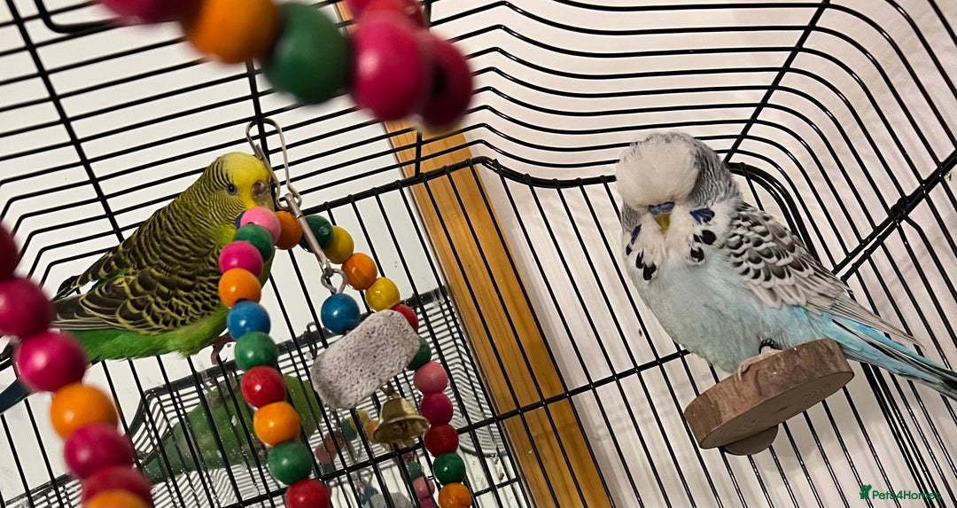 Budgerigars birds for sale: Two beautiful budgies - Image 5