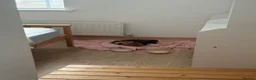 Mixed Breed cats for sale: 5 Moggy Kittens  - Advert 8