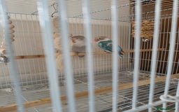 Lovebirds birds for sale: *AVAILABLE* 2 Lovebirds + Cage + Food! in West Bromwich - Image 4