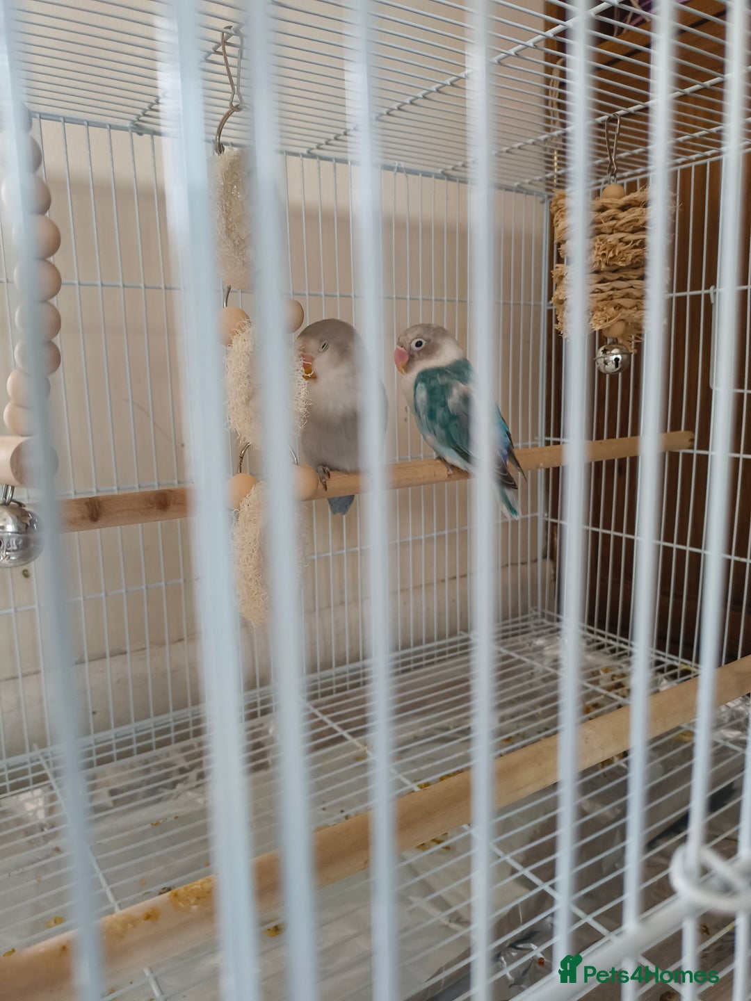 Lovebirds birds for sale: *AVAILABLE* 2 Lovebirds + Cage + Food! in West Bromwich - Image 4