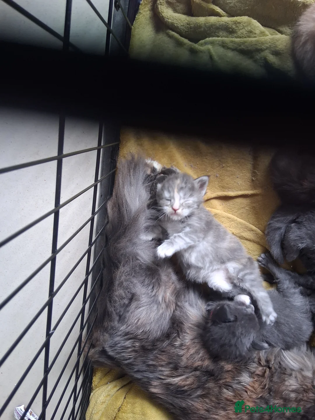 Maine Coon cats for sale: Maine Coon kittens ( 3weeks old ) - Advert 2