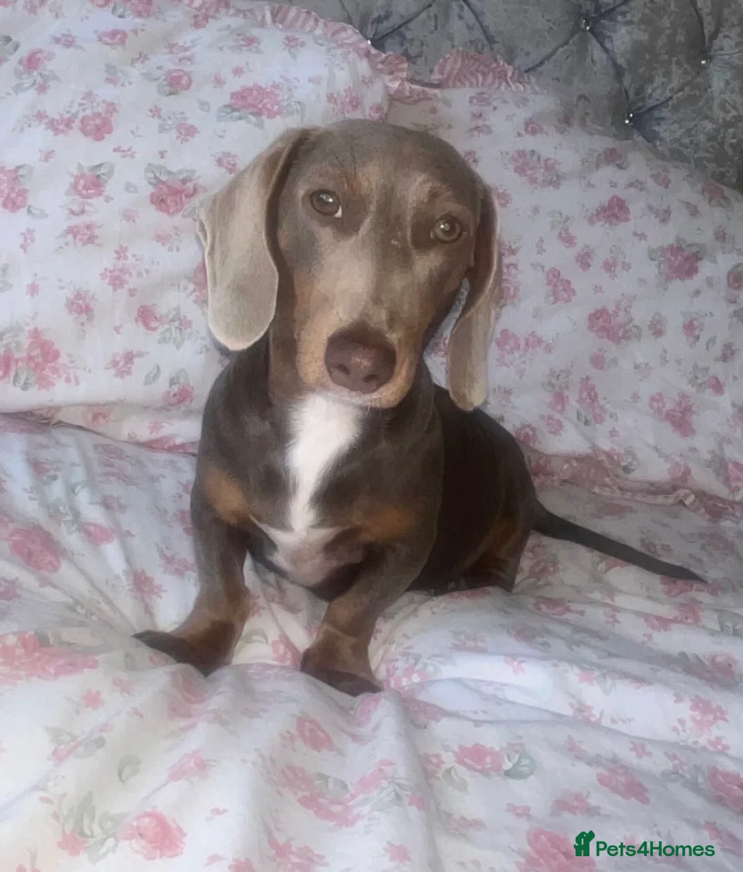 Dachshund dogs for sale: DACHSHUND LONGHAIR - Advert 2