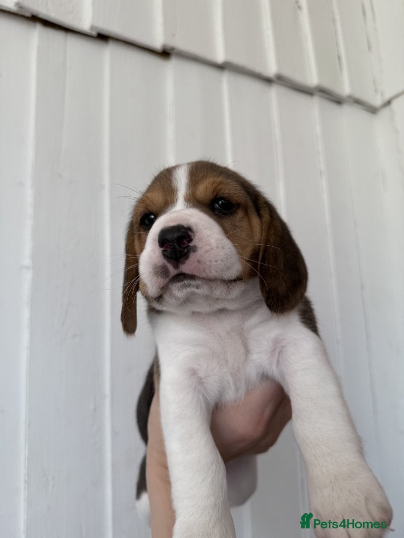 Beagle dogs Beautiful beagle girls available for sale - Advert 9