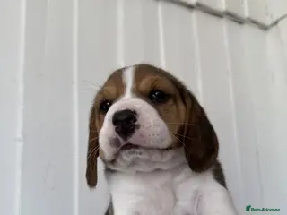 Beagle dogs Beautiful beagle girls available for sale - Advert 13