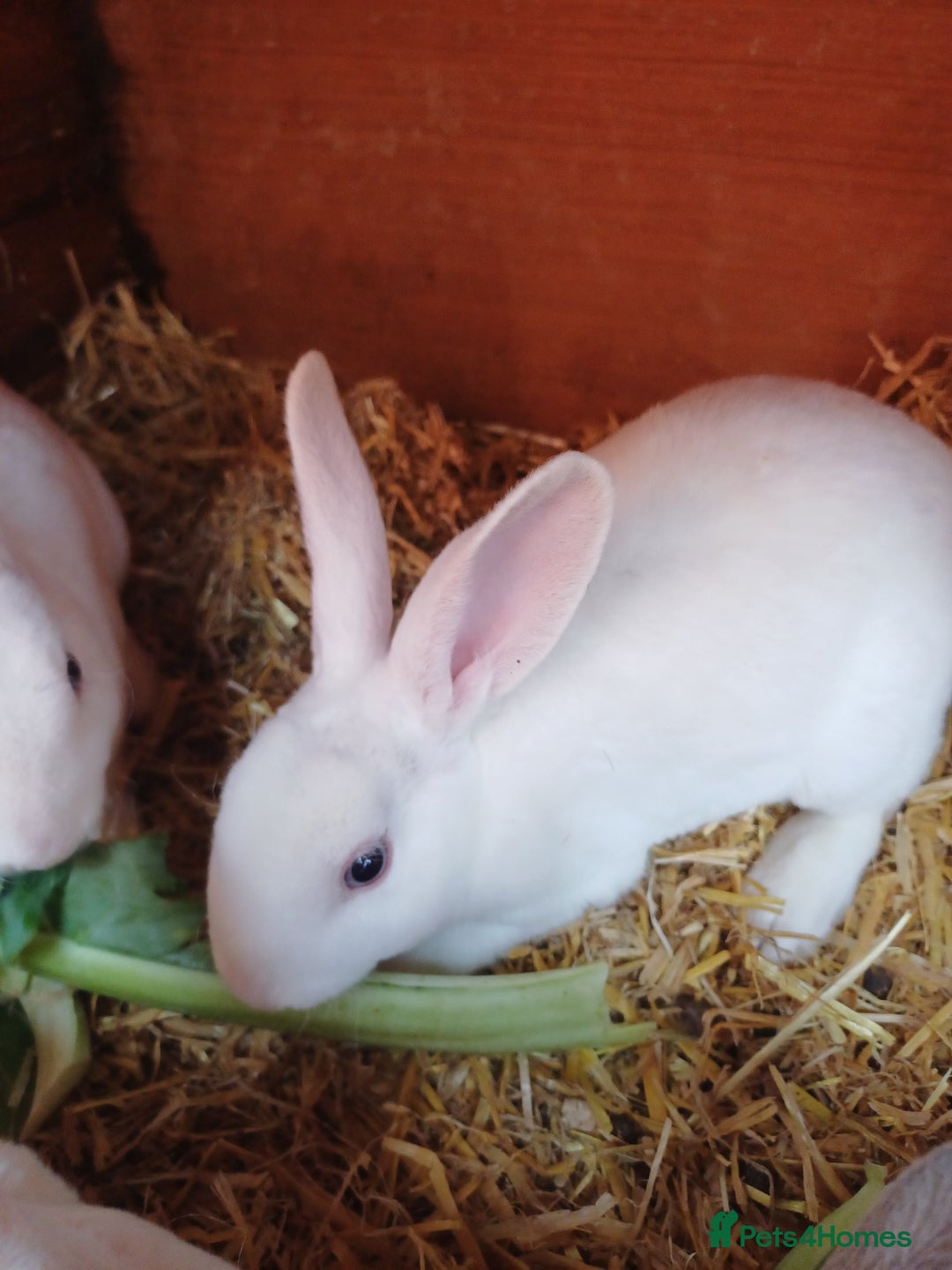 Rex rabbits for sale: Gorgeous mini rex looking for forever homes - Image 7