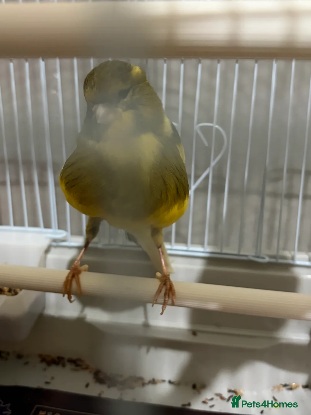 Canaries birds for sale: Mix selection of canaries Norwich/Border  - Advert 10