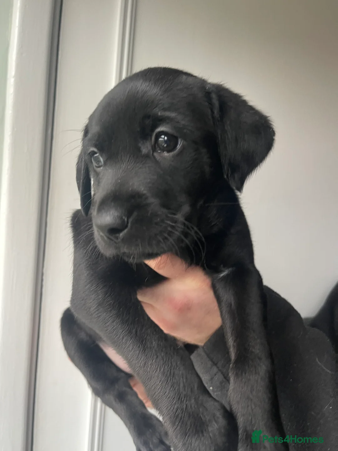 Mixed Breed dogs for sale: Labrador Retriever x Podenco Puppies - Advert 11