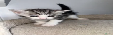 White and tabby male