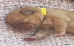 Labrador Retriever dogs for sale: Stunning Fox Red Labrador Puppies – Working lines - Image 22