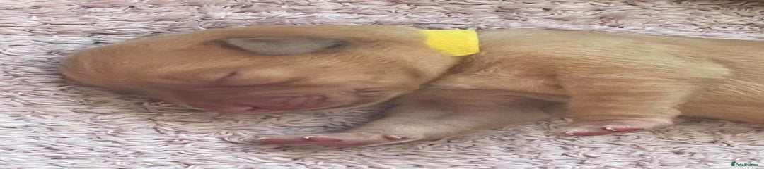 Yellow Collar (Faith) Labrador Retriever Puppy