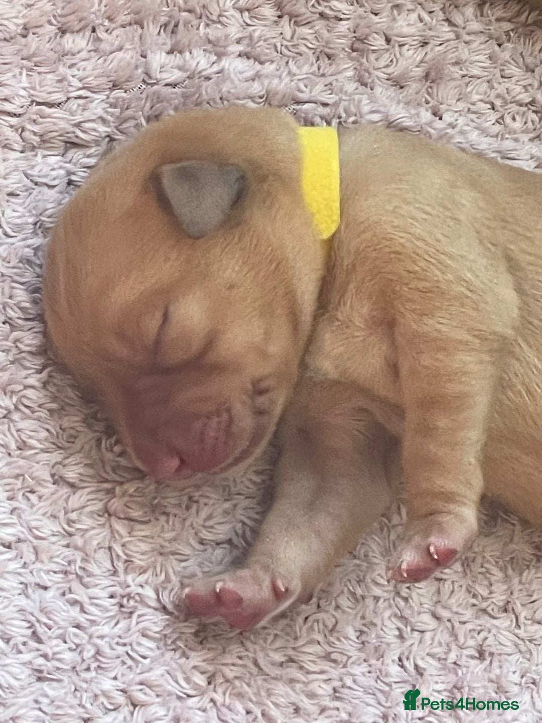 Labrador Retriever dogs for sale: Stunning Fox Red Labrador Puppies – Working lines - Image 22