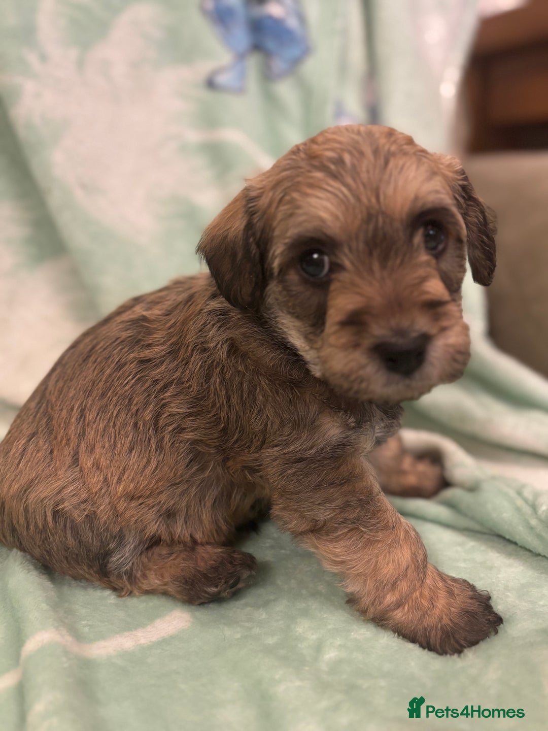 Mixed Breed dogs for sale: Westiepoo puppies - Advert 25