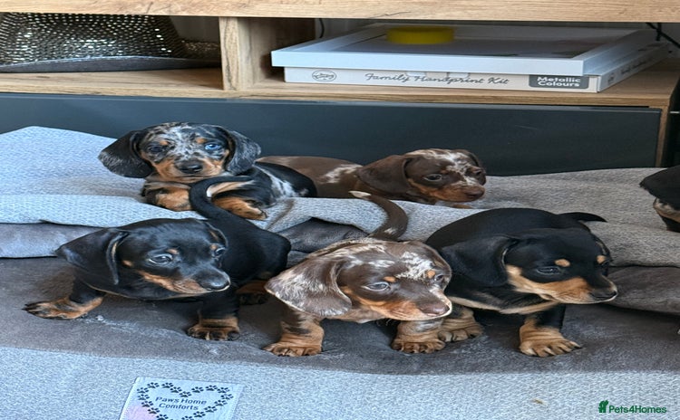 Miniature Dachshund dogs - Advert 3