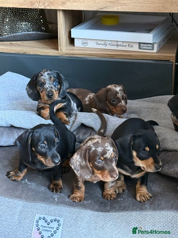 Miniature Dachshund dogs - Advert 7