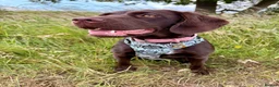 Cockerdor dogs for sale: Litter of Cockerdors  - Advert 3