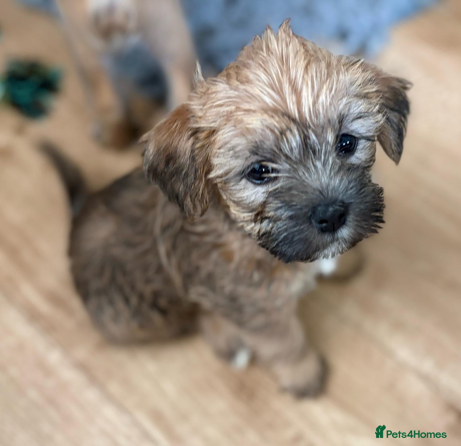 Mixed Breed dogs 🌟 Stunning Border Terrier x Shih Tzu Puppies - Advert 2