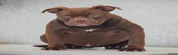 Olde English Bulldogge dogs for sale: 23 years Professionals 5⭐️Rated Licensed.  - Advert 5