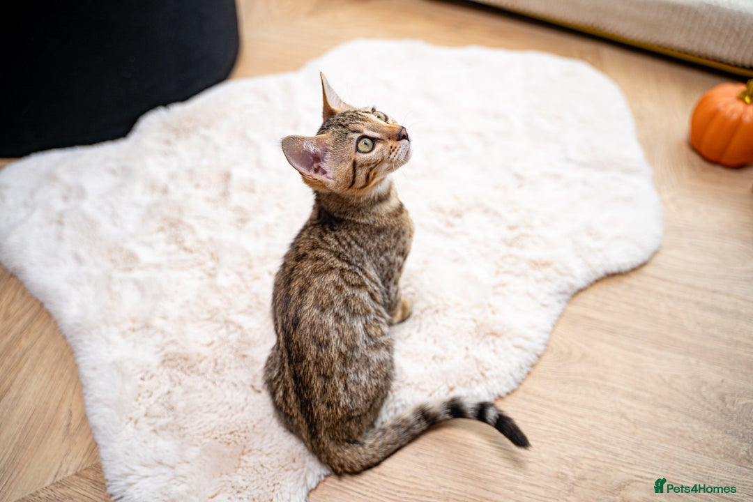 Bengal cats for sale: Bailey-TICA Bengal Girl, Excellent Genetic & Look - Image 17